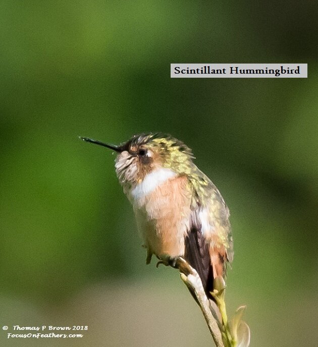 Scintillant Hummingbird.jpg