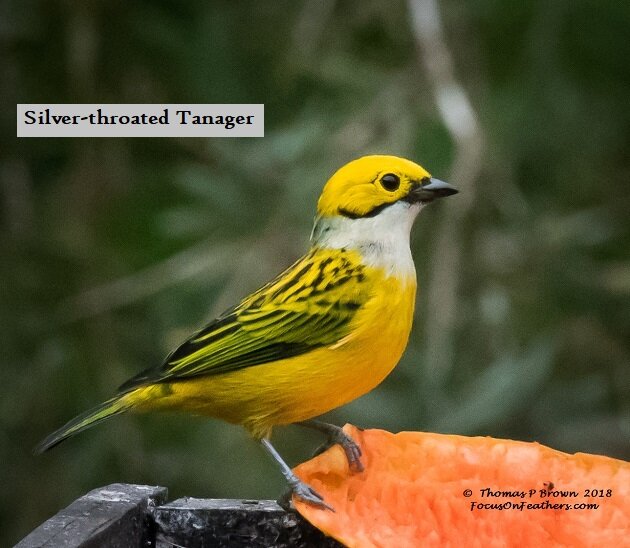Silver-throated Tanager (1 of 1).jpg