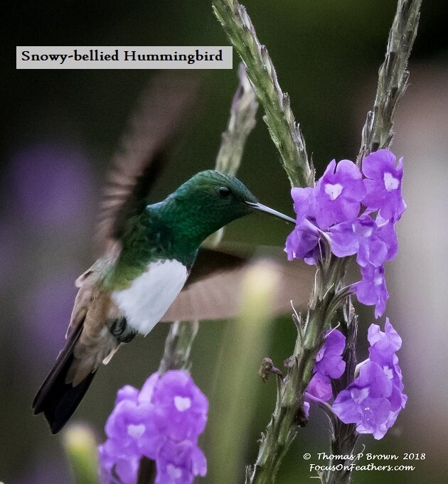 Snowy-bellied Hummingbird (1 of 1).jpg