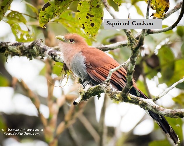 Squirrel Cuckoo.jpg