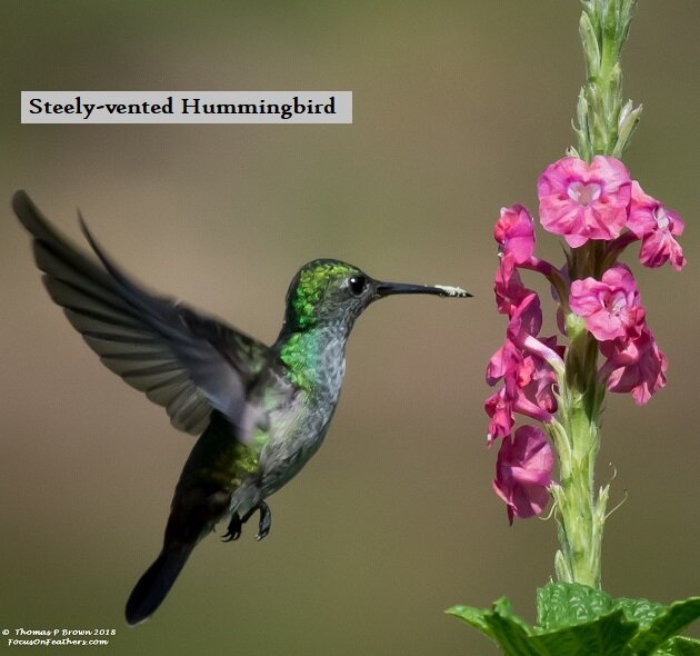 Steely-vented Hummingbird.jpg