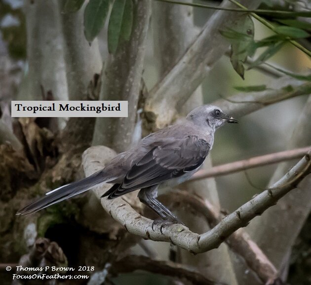 Tropical Mockingbird.jpg