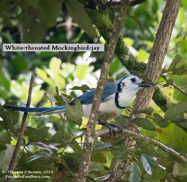White-throated Magpie-jay.jpg