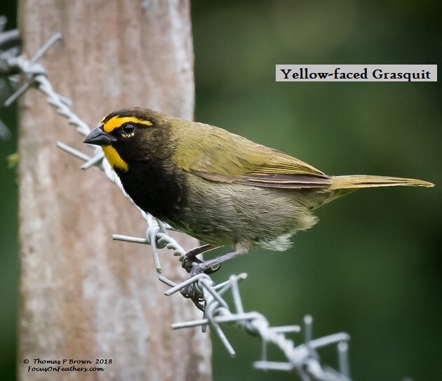 Yellow-faced Grassquit.jpg