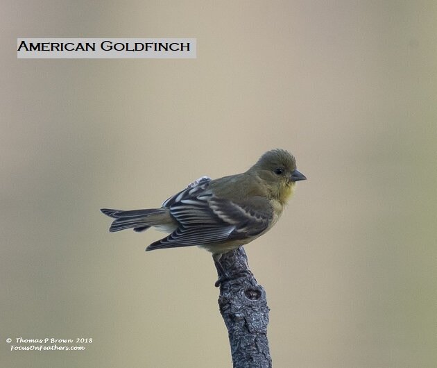American Goldfinch (1 of 1) (2).jpg