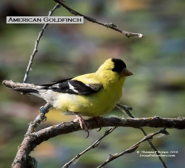 American Goldfinch (1 of 1).jpg