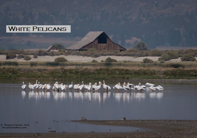 American White Pelicans (1 of 1).jpg