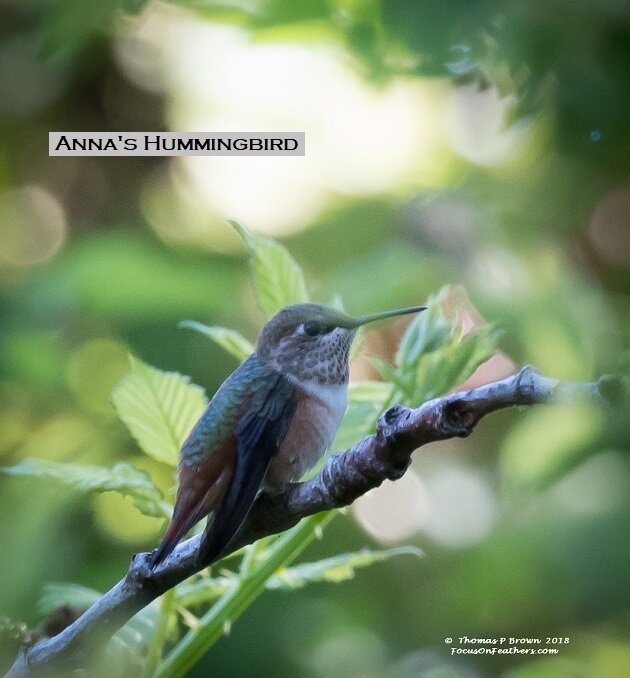 Anna's Hummingbird (1 of 1).jpg