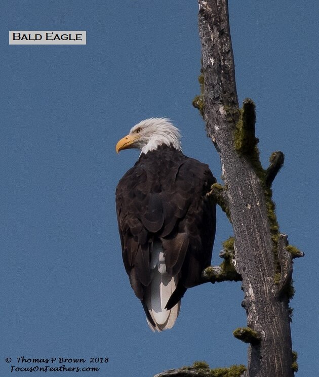 Bald Eagle (1 of 1).jpg
