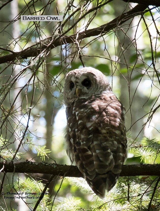 Barred Owl (1 of 1).jpg