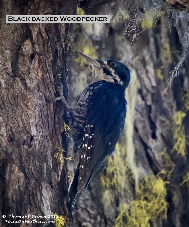 Black-backed Woodpecker (1 of 1).jpg
