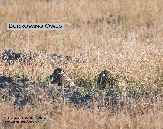 Burrowing Owl (1 of 1).jpg