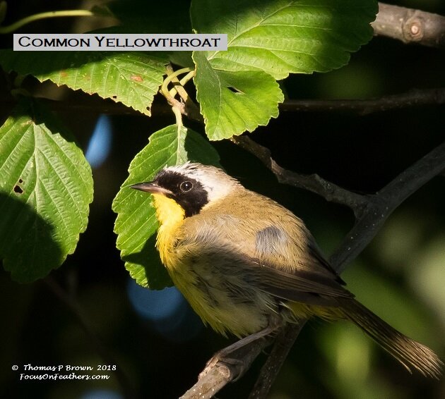 Common Yellowthroat (1 of 1).jpg