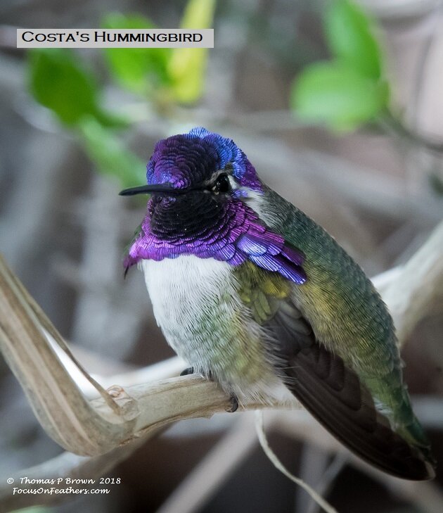 Costa's Hummingbird.jpg