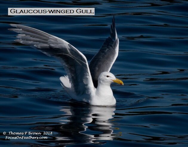 Glacous Wing Gull (1 of 1).jpg