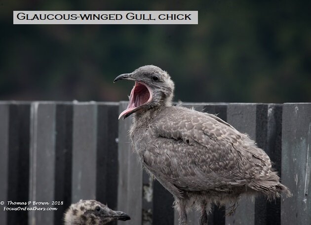 Glacuous wing gull (1 of 1).jpg
