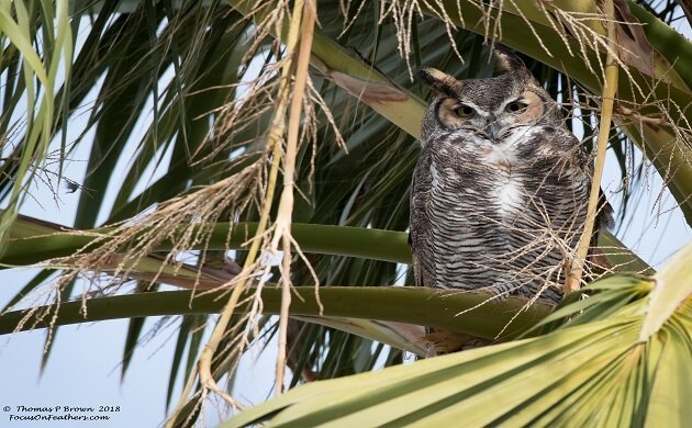 Great Horned Owl - feature.jpg