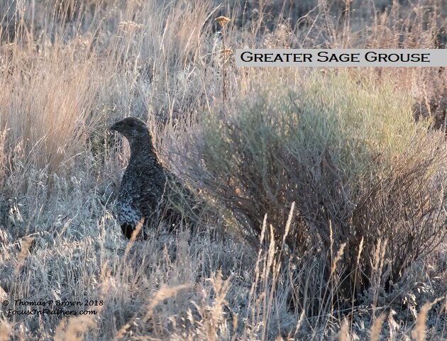 Greater Sage Grouse (1 of 1).jpg