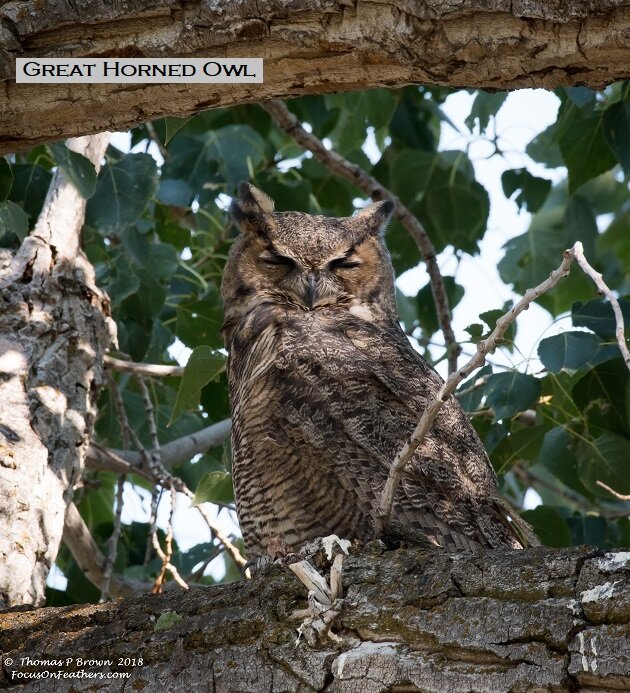 Greaty Horned Owl (1 of 1).jpg
