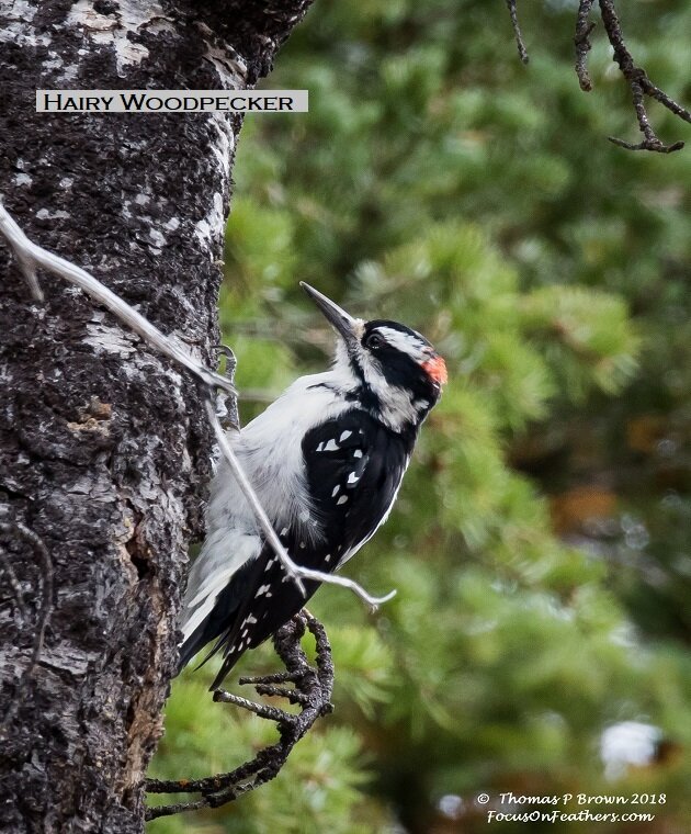 Hairy Woodpecker (1 of 1).jpg