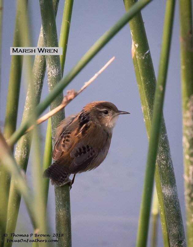 Marsh Wren (1 of 1).jpg