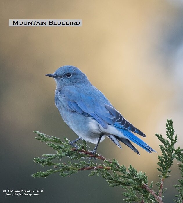 Mountain Bluebird (1 of 1)-3.jpg
