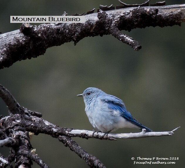 Mountain Bluebirds (1 of 1).jpg