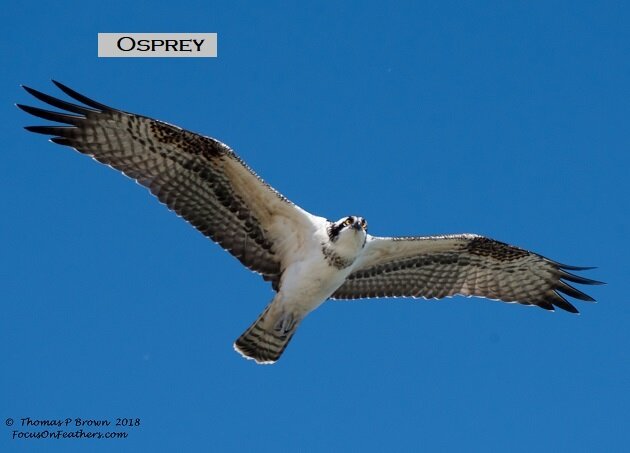 Osprey (1 of 1).jpg