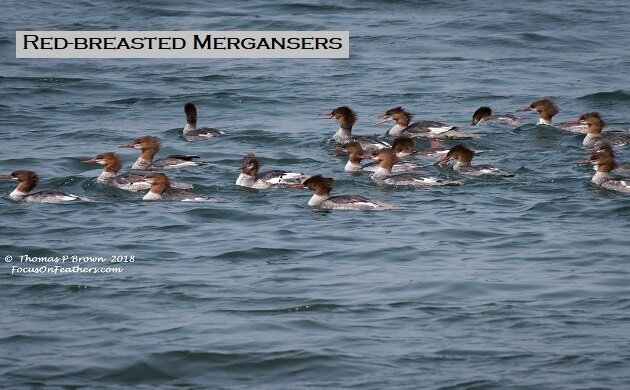Red-breasted Mergansers - feature (1 of 1).jpg