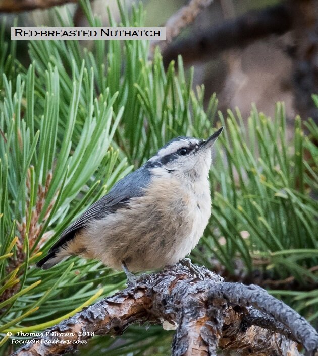 Red-breasted Nuthatch (1 of 1).jpg