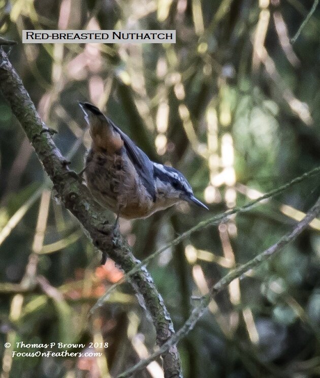 Red-breasted Nuthatch (1 of 1)-6.jpg