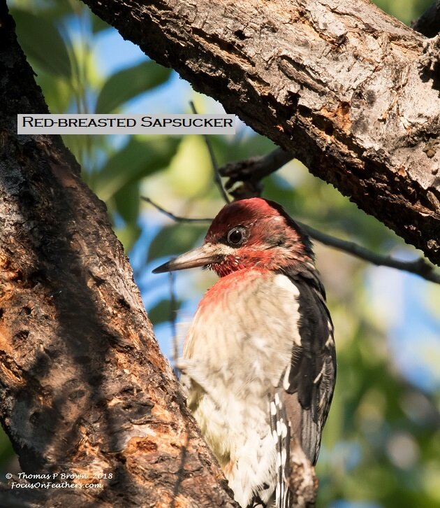 red-breasted Sapsucker (1 of 1).jpg
