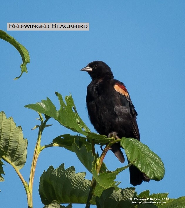 Red-winged Blackbird (1 of 1).jpg