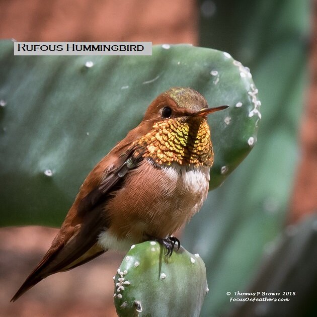 Rufous Hummingbird.jpg