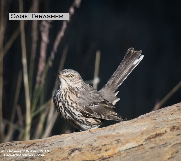 Sage Thrasher (1 of 1).jpg