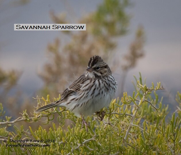 Savannah Sparrow (1 of 1).jpg