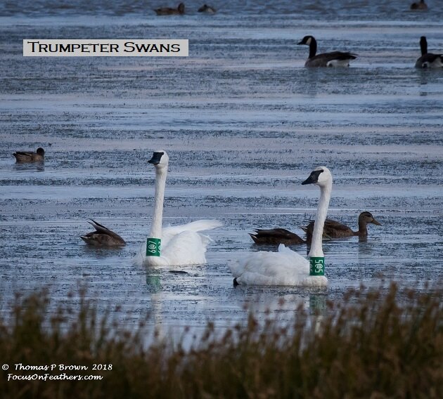 Swans at Summer Lake (1 of 1)-2.jpg