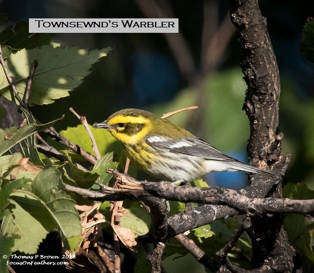 Townsends Warbler (1 of 1) (2).jpg