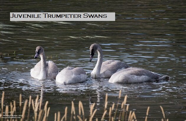 Trumpeter Swans - Juvi (1 of 1).jpg