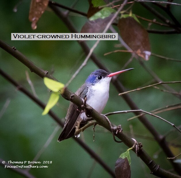 Violet-crowned Hummingbird.jpg