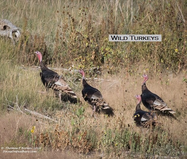 Wild Turkeys.jpg
