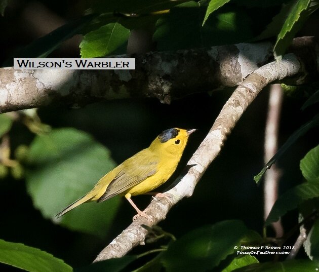 Wilson's Warbler (1 of 1).jpg