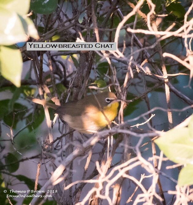 Yellow-breasted Chat (1 of 1).jpg