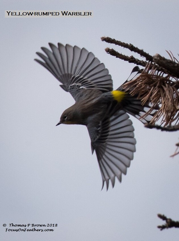 Yellow-rumped Warbler (1 of 1).jpg