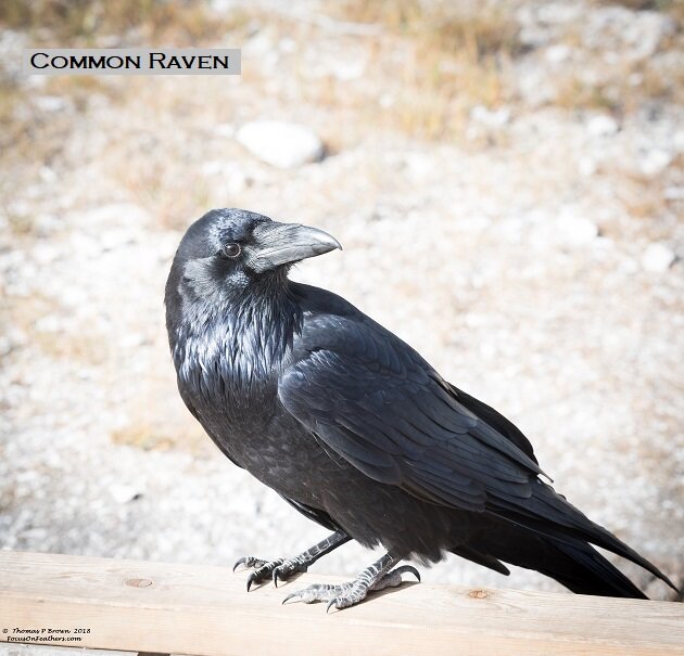 Yellowstone Raven (1 of 1).jpg