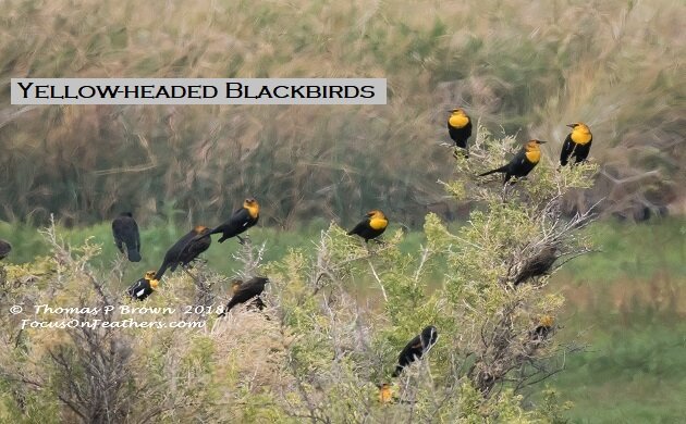 Yelow-headed Blackbirds - feature (1 of 1).jpg