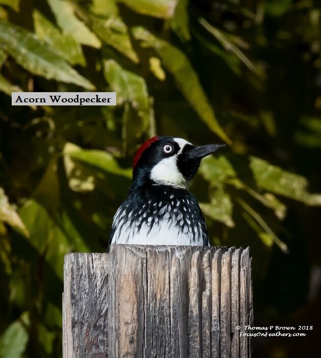 Acorn Woodpecker (1 of 1).jpg