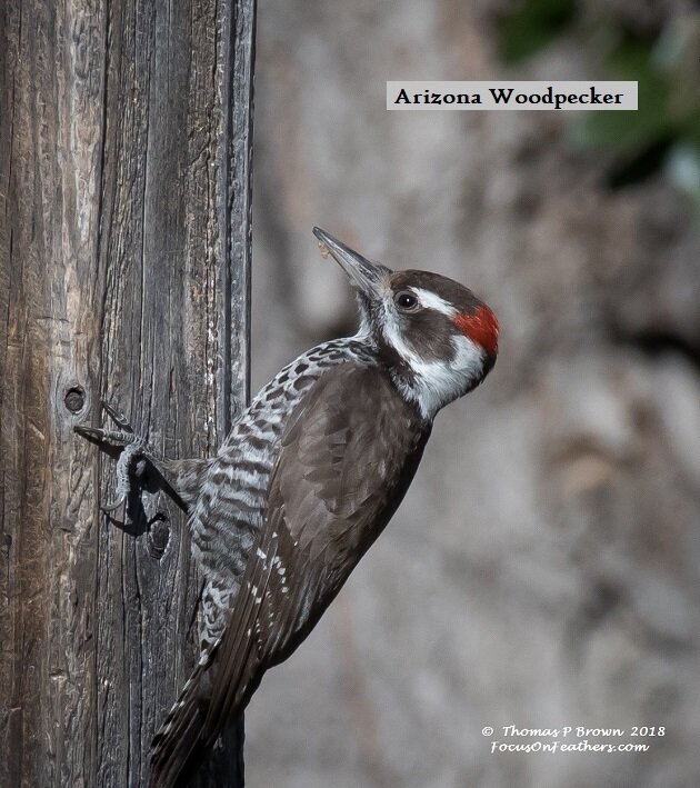 Arizona Woodpecker (1 of 1).jpg
