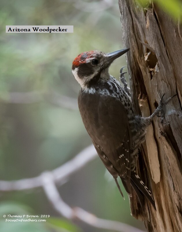 Arizona Woodpecker-.jpg