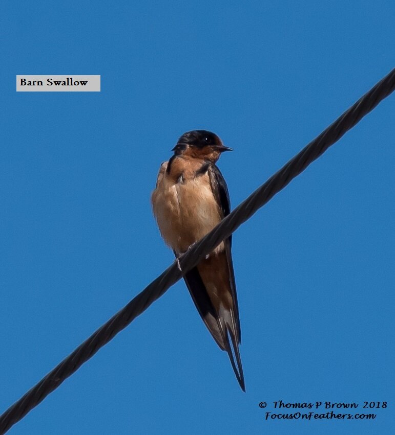 Barn Swallow (1 of 1).jpg